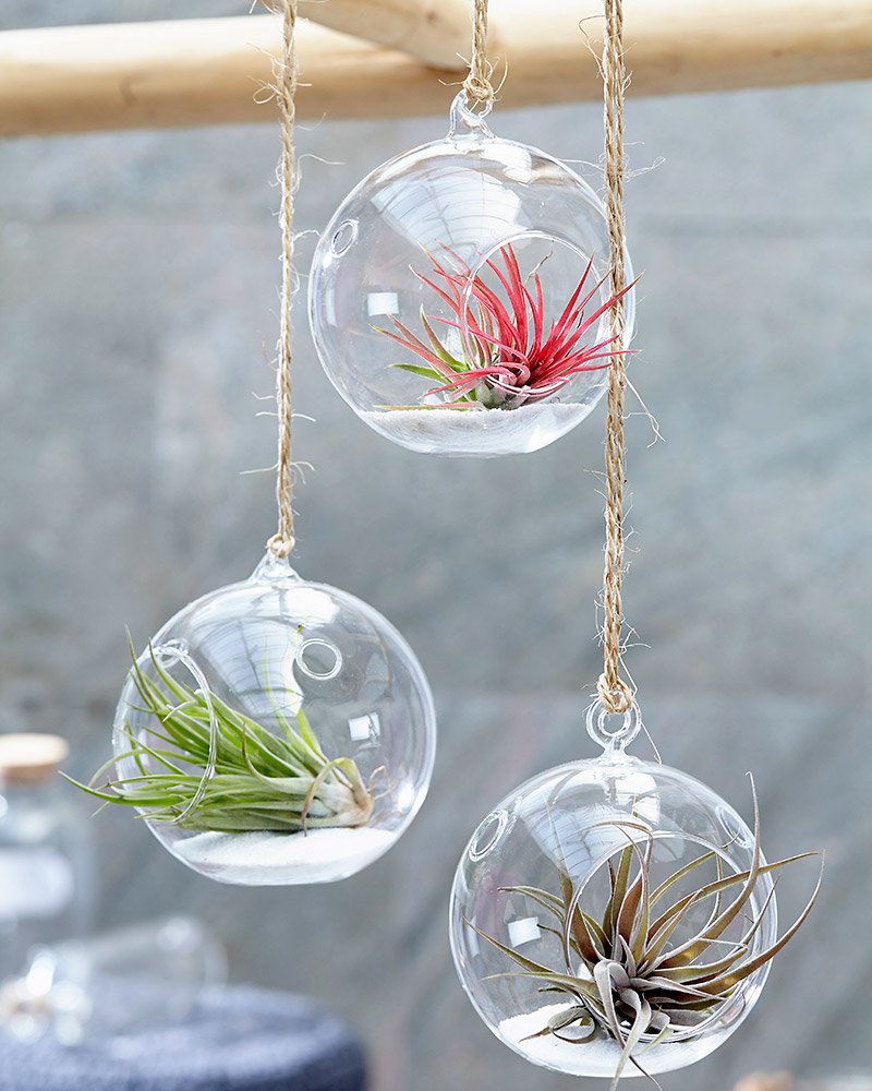 Helppohoitoiset #ilmakasvit eli #tillandsiat palasivat valikoimaamme!
Ne menestyvät hyvin vähällä vedellä ja ilman multaa. Tuunaa omanlaisesi ilmakasvi-istutus esimerkiksi koristekivillä, hiekalla tai lasihelmillä!
Klikkaa ostoksille viherpeukalot.fi/ilmakasvit-mix
#viherpeukalot