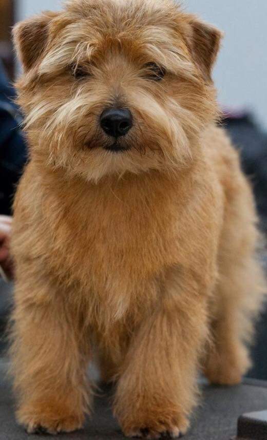 HunnyJax's tweet photo. π #HelpFindMARTHA #NorfolkTerrier - #Missing Blvd #STOLEN from Secure Fenced Rural Garden Weston Bank area #STAFFORD ST18
Tan (red) Norfolk Terrier https://t.co/Fbz9vDx9Hk
@DogTAGMids @rosiedoc666 @TeaboyTeddy @MissingPetsGB @VetsGetScanning @SAMPAuk_ @Dr_Dan_1 @expressandstar https://t.co/FdY54h9Y4U