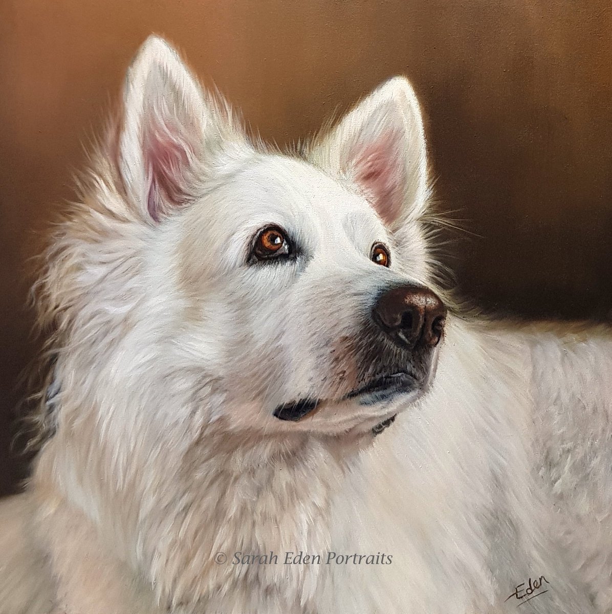 Lexie is finished! I've reworked her little to really emphasise her whiteness. Oil on board, 12 x 12'. Would love to know your thoughts! :-)
#whitegermanshepherd #gsd #germanshepherd #samoyed