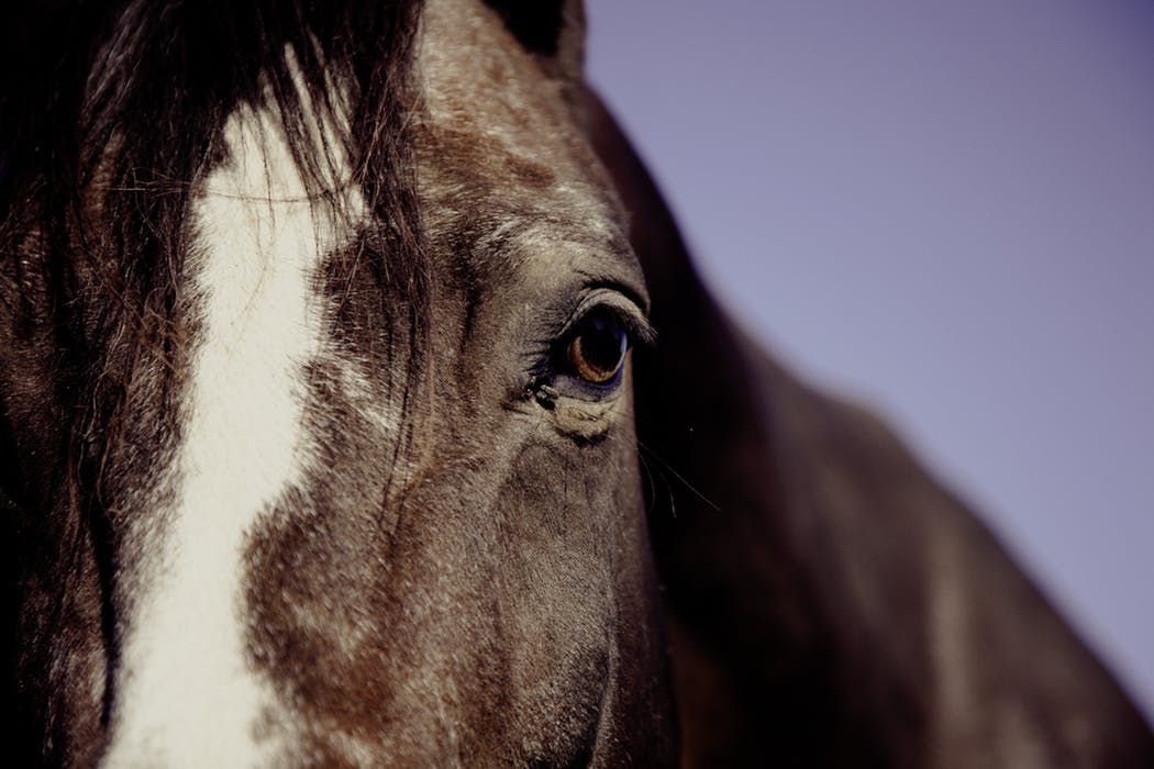 Redmond Equine tweet media