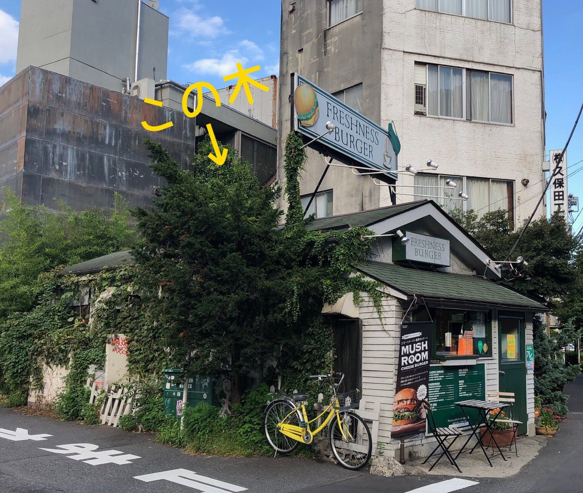 フレッシュネスの思い出 ①／ 1号店の富ヶ谷店の店舗の横に育っている
