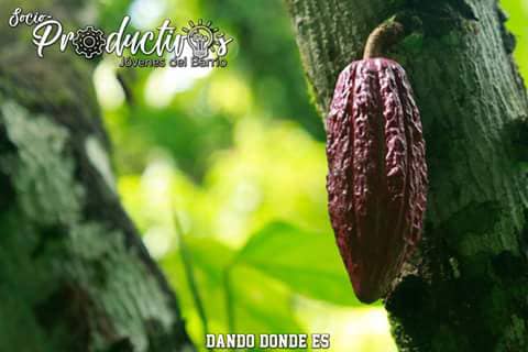 ZaidAlvarez7's tweet photo. En la Hacienda de Cacao La Balza, en Barlovento, Caracas, los compañeros de Jóvenes del Barrio andan activos. Los felicito, hermanos, así es que se hace patria: produciendo.
Esto, señores, es Venezuela: gente que trabaja y que produce.

#1Oct
#FelizLunes 
#JuventudAClases https://t.co/9Fs7onugki