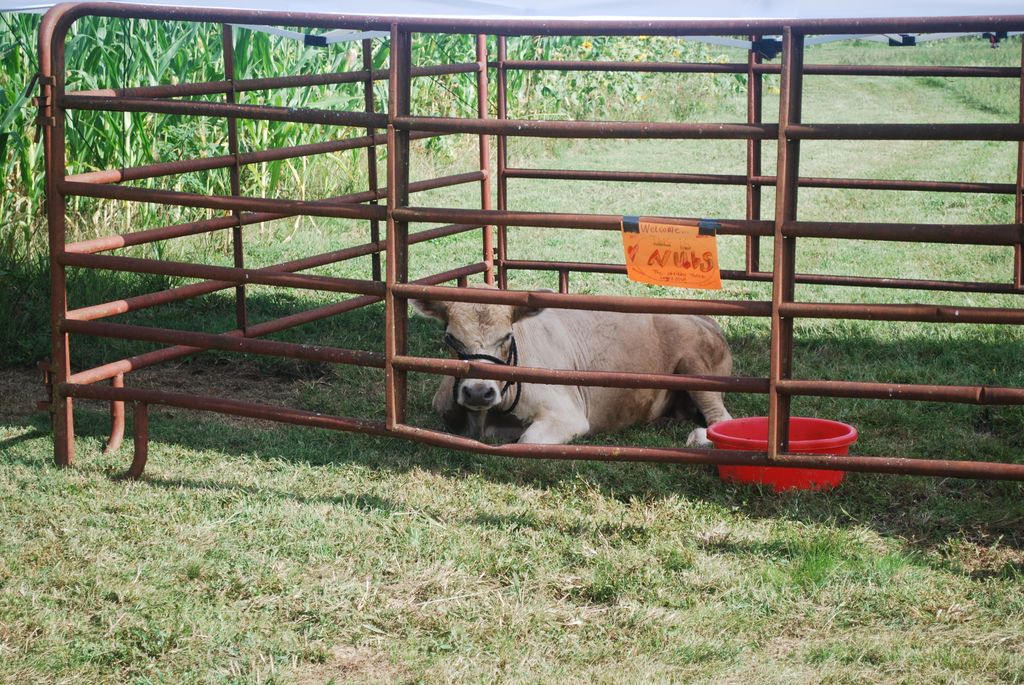 Little_cc_farm's tweet photo. Check out "Nubs" hanging with us out here at Little Cane Creek Farm presented by Chick-fil-A! https://t.co/DMXmSMbGD9