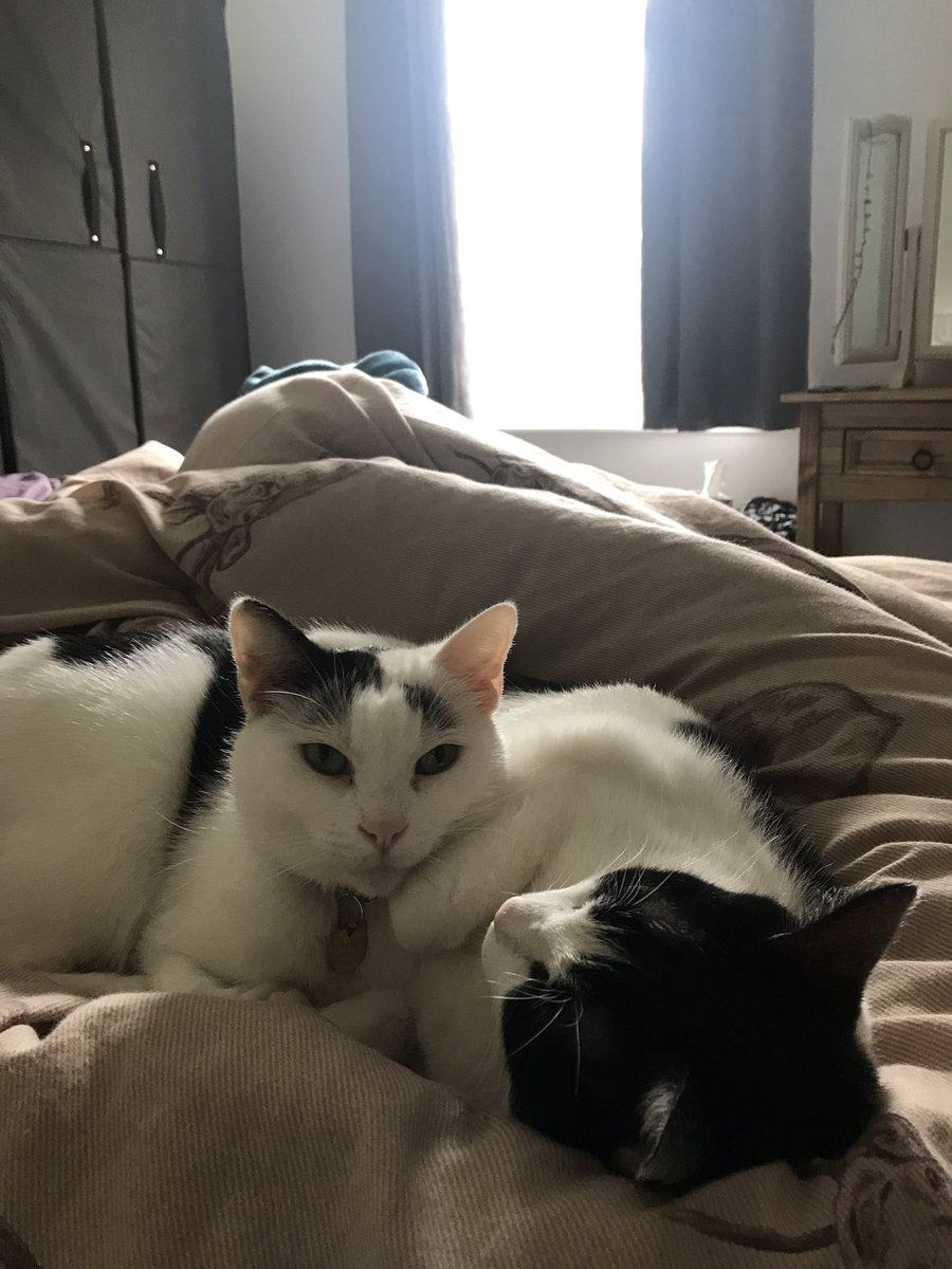 DaM_Adventures's tweet image. This is all our cats do all day...

#CatsOfChester #Cats