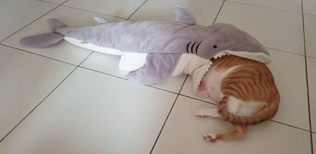 ulat_bulu_bulu's tweet photo. Karma. https://t.co/x5rK8SQSFM