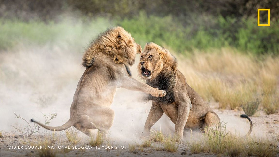 Top 35+ imagen leones peleando por una hembra