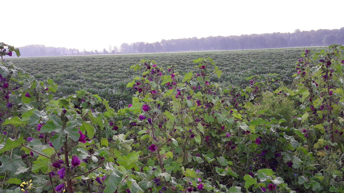 Prachtige inspectiedag voor boer en inspecteur <a href="/skalbiocontrole/">Skal Biocontrole</a> . Gewassen in de dauw klaar voor de oogst en groenbemesters die enorm groeien. #biologisch