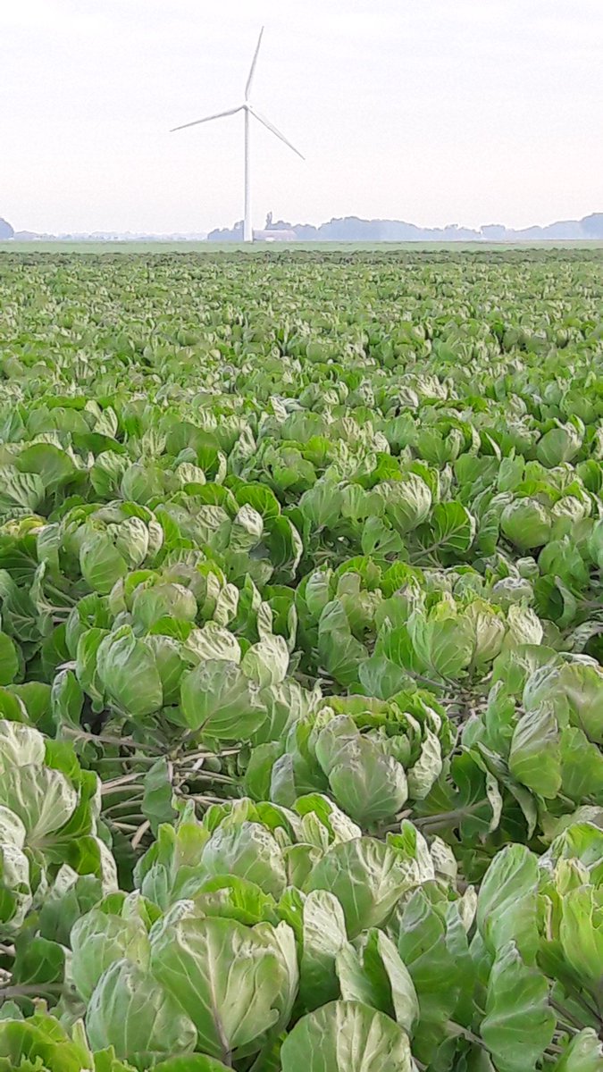 Achterbio tweet media