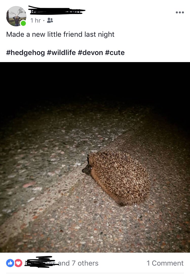 Good news <a href="/thebabblewagon/">Sustainababble</a>! There is at least one hedgehog left in the south west! 🦔🦔🦔