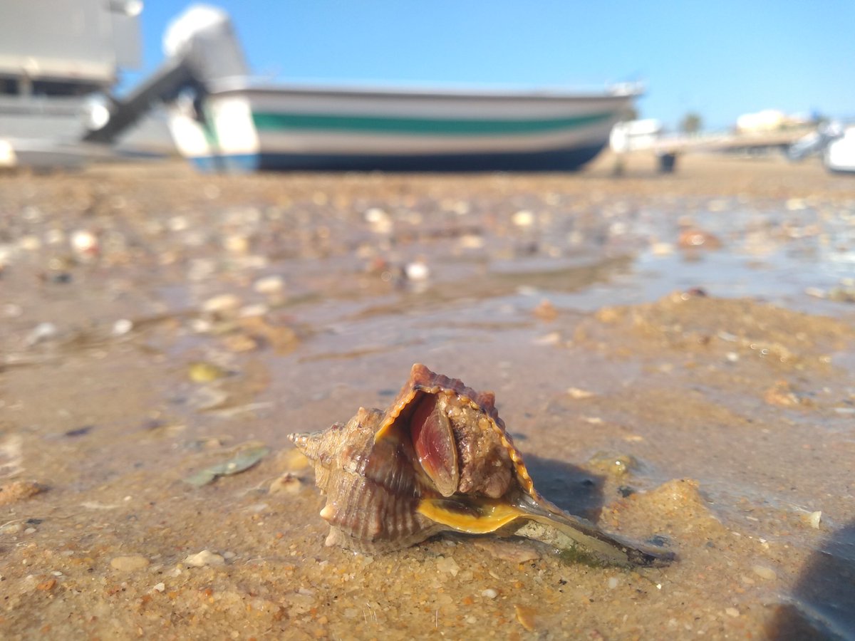 My favourite animal from the #plymbio #mbiofaro trip: Bolinus brandaris