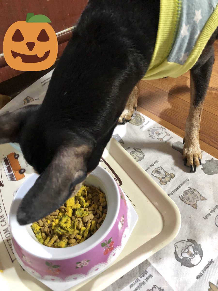 minipinmd's tweet photo. 個人的にかぼちゃプリン作ったから、余ったかぼちゃをわんこ達の今日のディナーに混ぜました🎃
<ミルキー＆ディーン>
#犬 #ミニピン https://t.co/hOfIp9icme