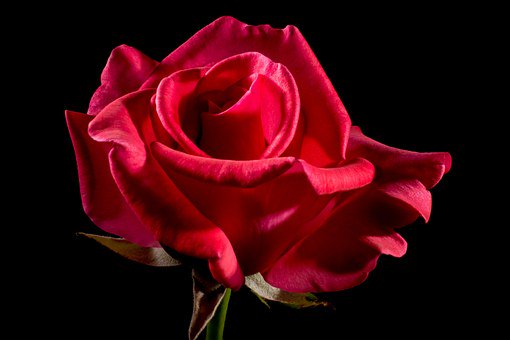 AMillerInno's tweet image. Roses are red, violets are blue, so lucky to have support from you!

Appreciate all the support from our followers. THANK YOU

#Poetry #Appreciate #Support #Followers #ThankYou #Red #Rose #Grateful #Follow #Community #SupportEachOther #SmallBusiness