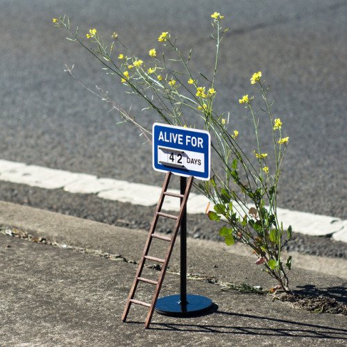 qikipedia's tweet photo. Artist Michael Pederson creates miniature signs and plaques, drawing attention to things that might otherwise go unnoticed. (https://t.co/1xJ5ceoRoI) https://t.co/VJ1cqiM8rr