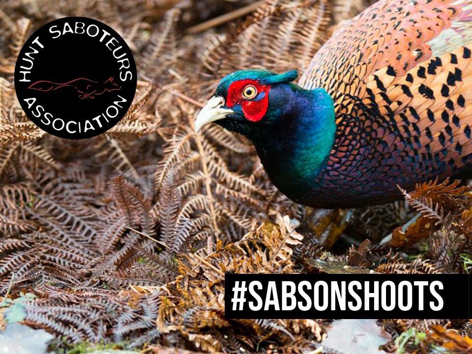 Today marks the first day of the pheasant shooting season.

It's time to take action against this cruel industry. Please contact us with any information on your local shoot via our tip off hotline: 07443148426.