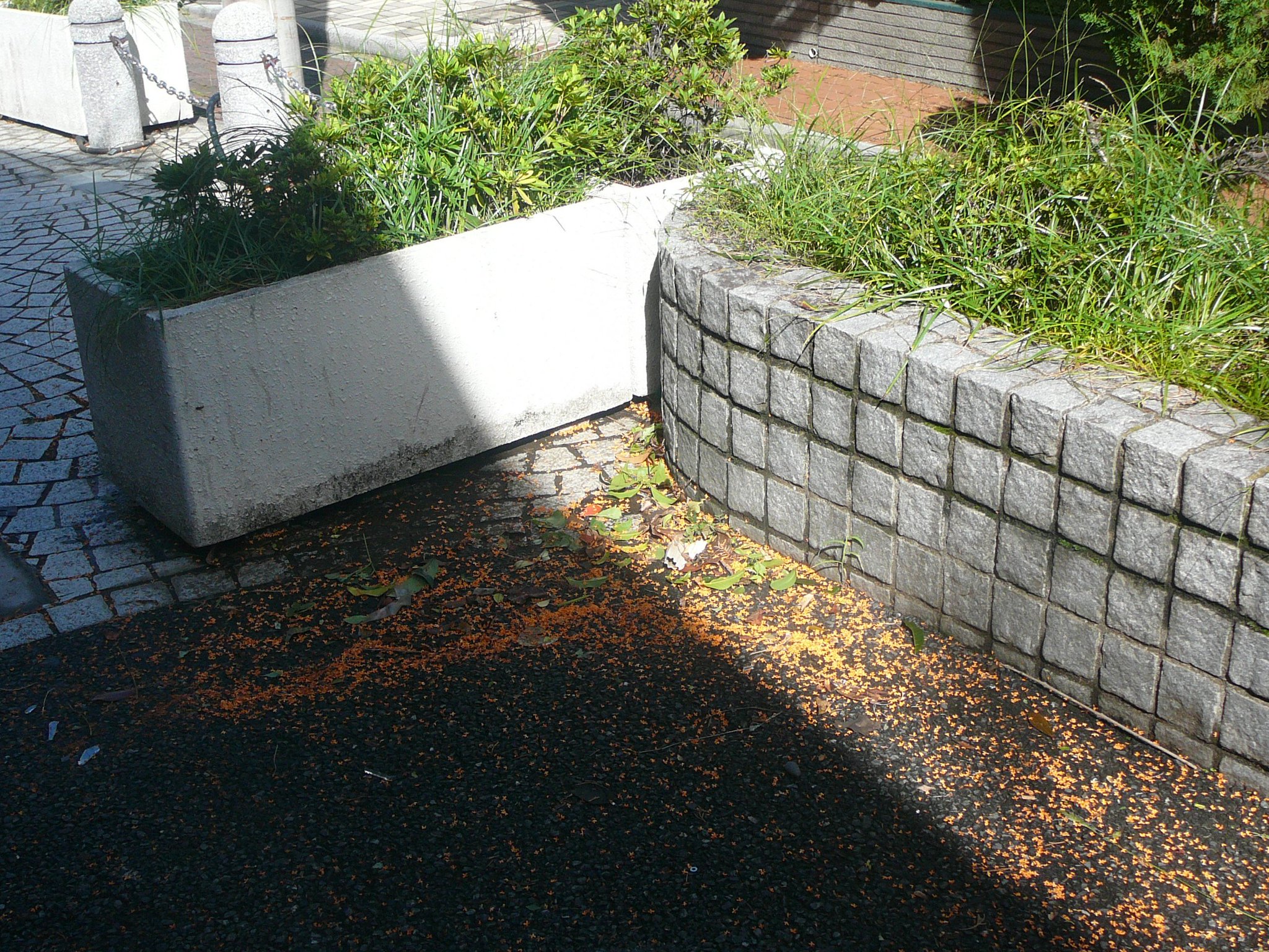 高山文彦 朝8時 中央線 東西線 総武線ともダイヤが乱れているので 桃園川緑道を歩いて高円寺へ 昨日の台風で吹き飛ばされた金木犀の花が吹き溜まりを作っていた 高山文彦 朝8時 中央線 東西線 総武線ともダイヤが乱れているので 桃園川緑道を歩いて高円寺へ 昨日の台風で吹き飛ばされた金木犀の花が吹き溜まりを作っていた