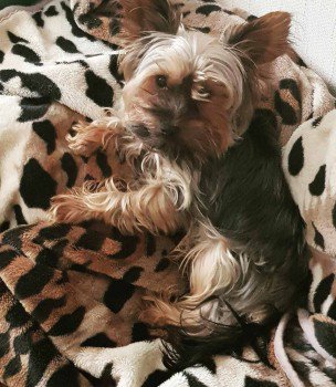 millypod1's tweet photo. 🆘WALTER #Lost #ScanMe
Black &amp; Tan Yorkshire Terrier Male

POSSIBLE sightings early hours Saturday Boston Avenue running back towards Town Hall

Lost : #Grangeway #Runcorn #Halton #Cheshire #WA7
PLEASE SHARE😢

#WA4 #WA5 #WA6 #WA8
https://t.co/UbqrRnfKSo … https://t.co/PGrZ7ExGBP