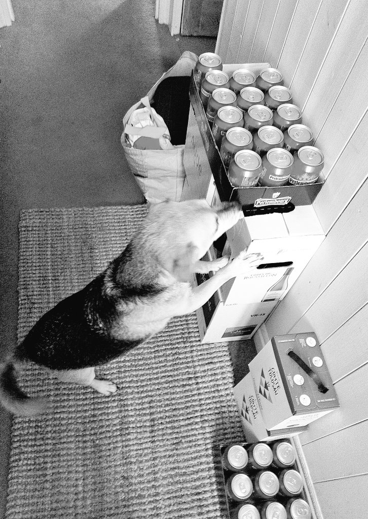 Firesnapper999's tweet photo. Team Man & Mutt reunited👍 0830 shower ambush ready 4 his .@Bayer #Adcocate treatment. He's impressed with OH choice of spoils from France (he found his 🇫🇷 treats though). Have a great Monday! ??When OH stacks washing like this next to washer..is it a message?🤔 #NotAMindReader https://t.co/kb23V0ulfw