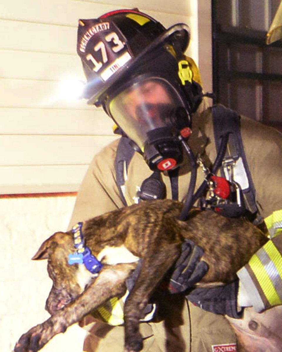 prbarber1's tweet photo. #518news #Schenectady firefighters battle a 2 alarm fire in a kitchen of a rear apartment of 34 N. Ferry St shortly after 3 a.m. 2 dogs were rescued from the fire and survived, and all occupants made it out safely. https://t.co/LPafpNcGVI