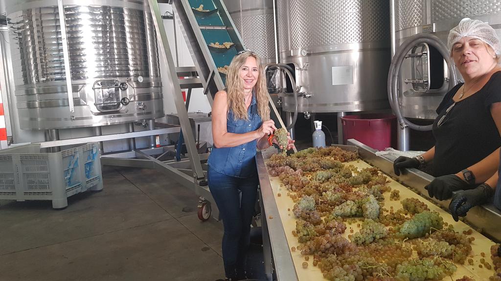 labrujaviri's tweet photo. Viviendo la vendimia en #BodegasVitulia entre racimos de Albillo Mayor. Tiempos de vendimia!!
Blog de Bodegas con la Bruja Viri https://t.co/NEflZa4BhH @enoturEspana @enoturismo_cyl @ribera #vinos #wines #enoturismo #viñedos #bodegas https://t.co/YlQEiRTI0k