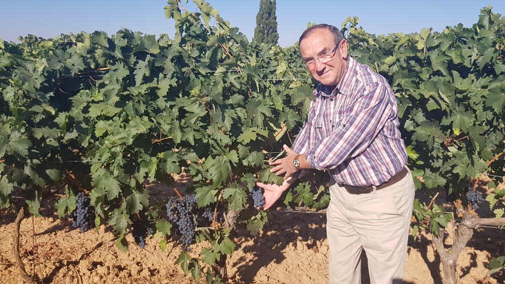 labrujaviri's tweet photo. Viviendo la vendimia en #BodegasVitulia entre racimos de Albillo Mayor. Tiempos de vendimia!!
Blog de Bodegas con la Bruja Viri https://t.co/NEflZa4BhH @enoturEspana @enoturismo_cyl @ribera #vinos #wines #enoturismo #viñedos #bodegas https://t.co/YlQEiRTI0k