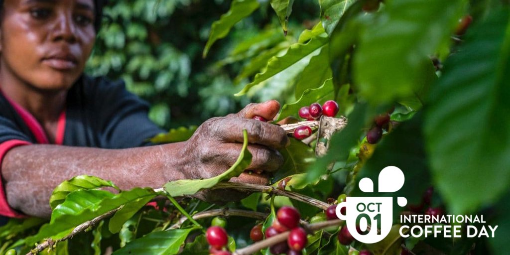 Today, 1st October, we celebrate #InternationalCoffeeDay , which this year is dedicated to #women. ☕👩
It’s aim to help to overcome barriers, both gender and cultural, that are faced by workers in this sector. 

To learn more, read here: bit.ly/2Ivovkk