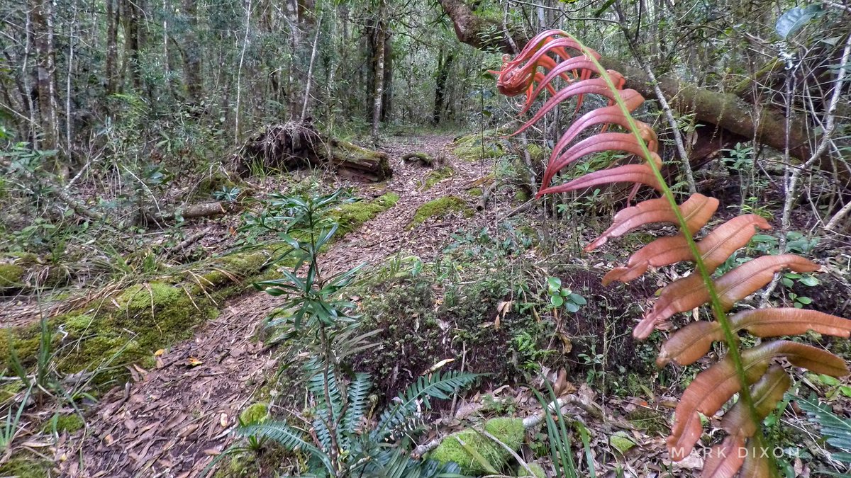 Garden Route Trail tweet media