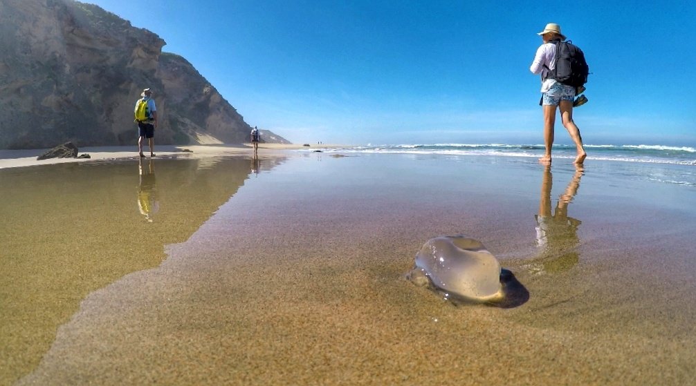 Garden Route Trail tweet media