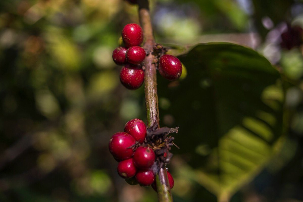 aseanfoundation's tweet photo. Happy International Coffee Day! Let’s have a throwback to ASEAN Learning Series and Policy Engagement on Agricultural Cooperatives ( #ALSPEAC ) for coffee value chains in 2017,  #AFOSP https://t.co/Z6DeJYOGAa