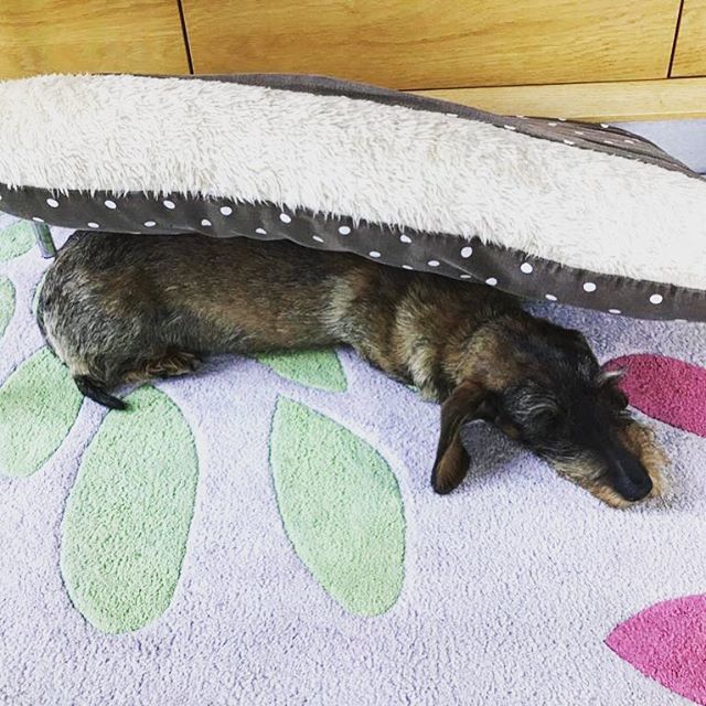 CrumbBowley's tweet photo. Hiding from Monday 🐶😴
•
•
•
#dachshundoftheday #dachshundsdaily #dachshunds #dog #wienerdog #wirehaireddachshund #weratedogs #doxie #dackel #teckel #dogstagram #dogsofinstagram #sausagedog #sausagedogcentral #featuremydachshund #petstagram #cuted… https://t.co/uzLla4NZIO https://t.co/pwY2TwgzK3