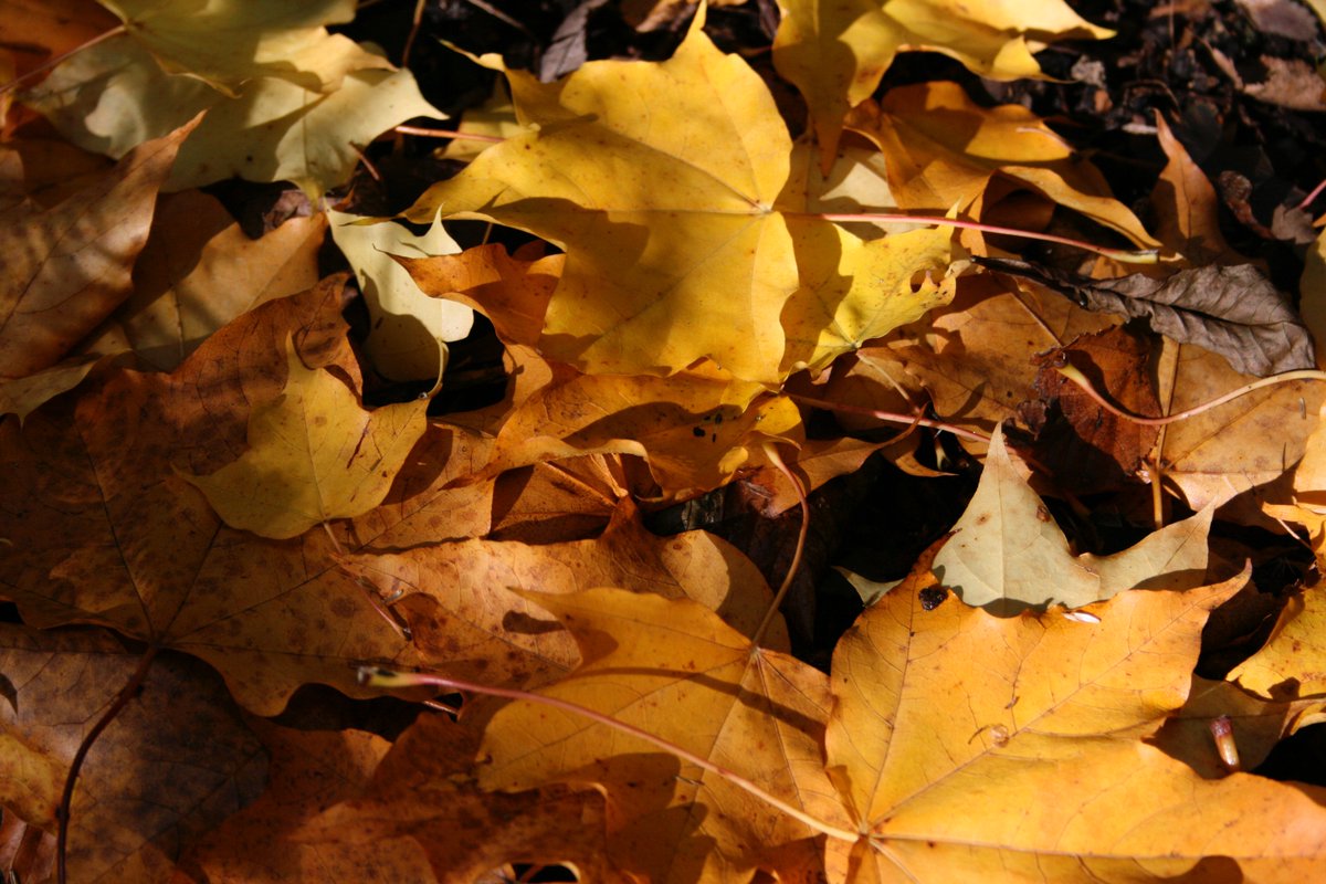 TythorneGD's tweet image. It's October, and it's a great month to be outside enjoying our gardens. Here's Tythorne Garden Design's guide to the making the most of our gardens this month...tythorne.com/blog/our-garde…