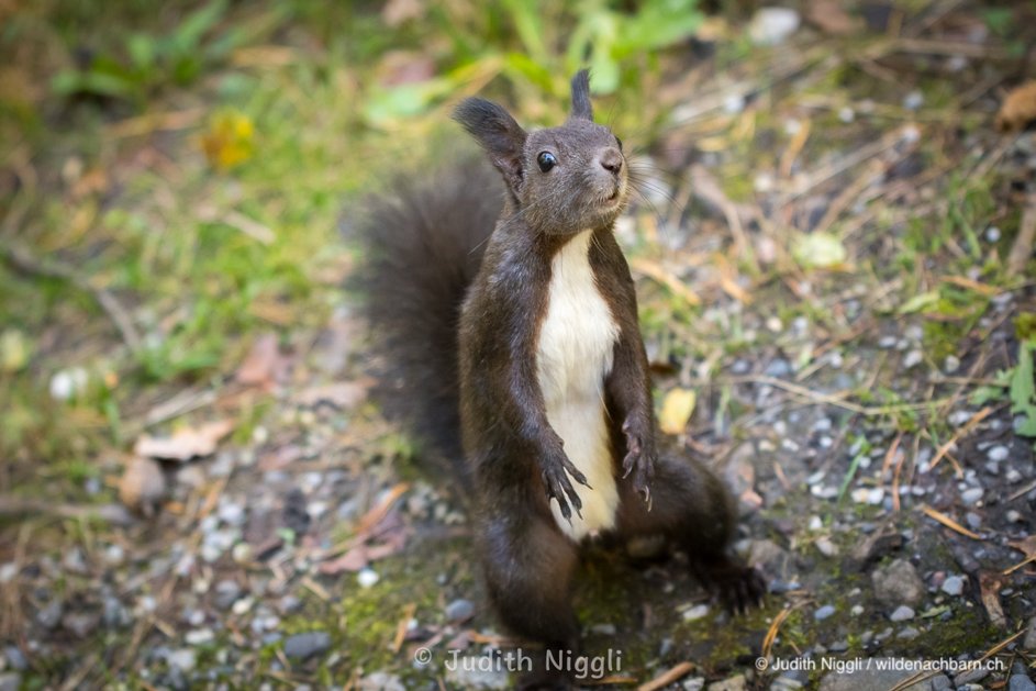 Kennen Sie die verschiedenen Farbvariationen des Eichhörnchens? Unterscheidet sich die Verbreitung der zwei Farbvarianten? Besuchen Sie wildenachbarn.ch/tiere/eichhoer… und erfahren Sie mehr zu den verschiedenen Farbschlägen Ihres wilden Nachbars. #squirrels #wildenachbarn #wildlife
