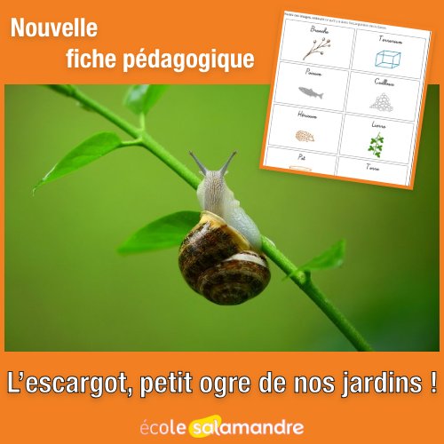 SalamandreEcole's tweet photo. Oyé, Oyé ! Nouvelle fiche pédagogique de saison : l'escargot 🐌 pour les cycle 1. https://t.co/YiArLHZFCH https://t.co/oLZjgOCI79