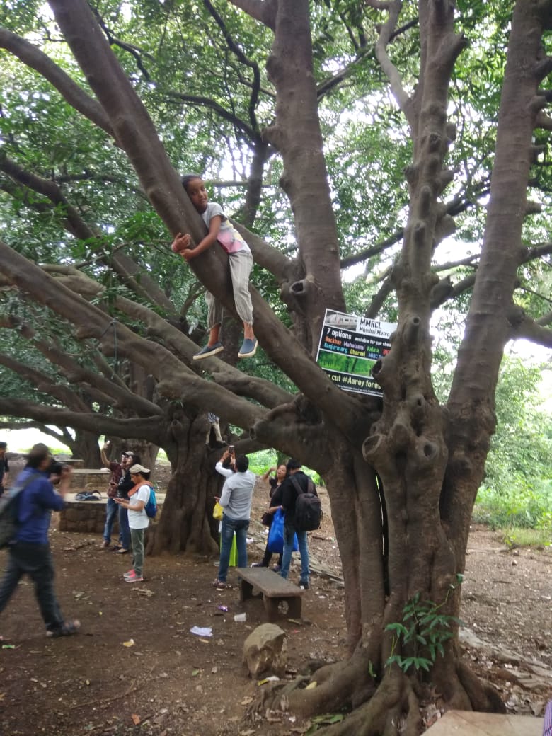 If Metro-3 shed hasn't been given permission, then why are trees being cut when the deadline for objections is the 3rd Of Oct, 2018 and hearing is on the 10th of Oct, 2018?

#FadnavisLeaveAarey #LetMumbaiBreathe