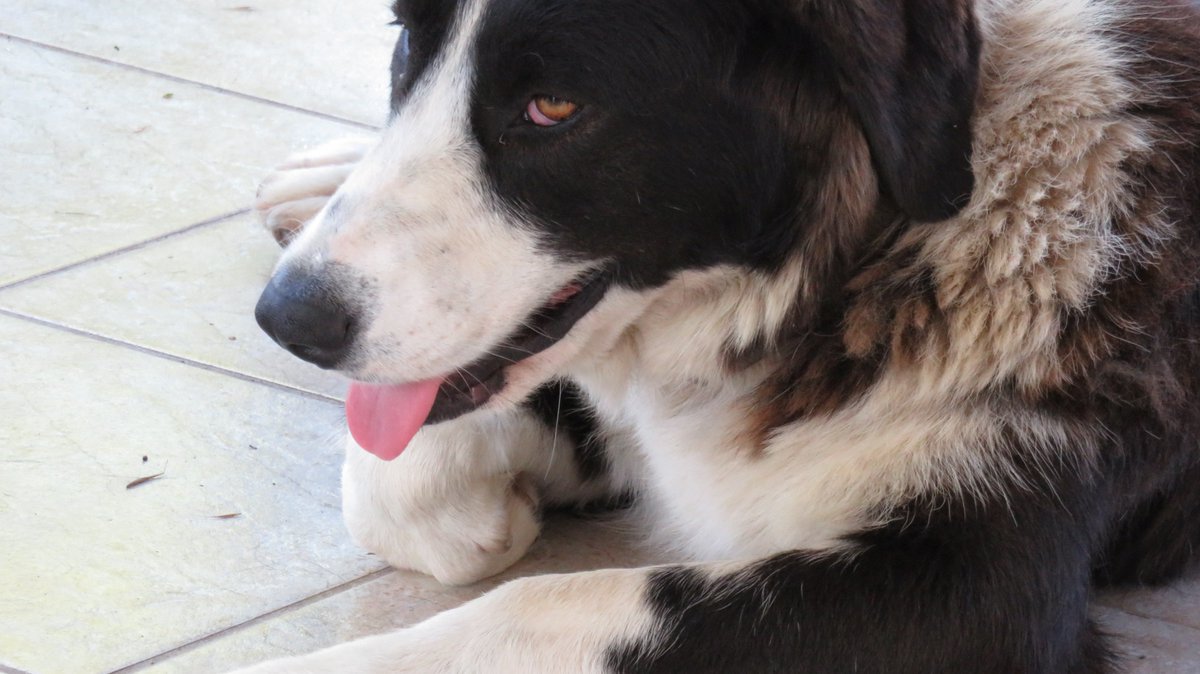 bangiebangs's tweet photo. Happy #BlackDogDay! 
Greetings from all my black dogs! Black animals have a much harder time getting adopted, so please, #adoptablackdog today! <3 
#Oct1 #adoptdontshop #blackdog #dogsoftwitter #pupdate @glorybeasts #Atalandi #Koukla #Tipo #Maimou #Greece #strays https://t.co/wvW7GQdqs8