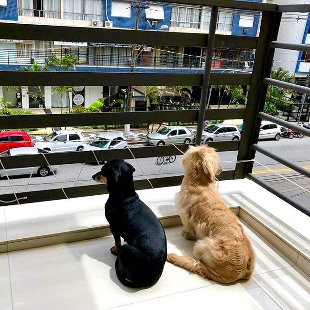Fazendo a segurança da casa da vovó 👵🏻 #caodeguarda #cãodeguarda #watchdogs #watchdog #cuidadocaobravo #sausagedogpuppy #zeedogmafia2018 #catioros #dachshundbrasil #dachshundlove #dachshund_love #sausagedog #wienerdoglove #doxielife #teckeldog #salsi… https://ift.tt/2RcAlUB
