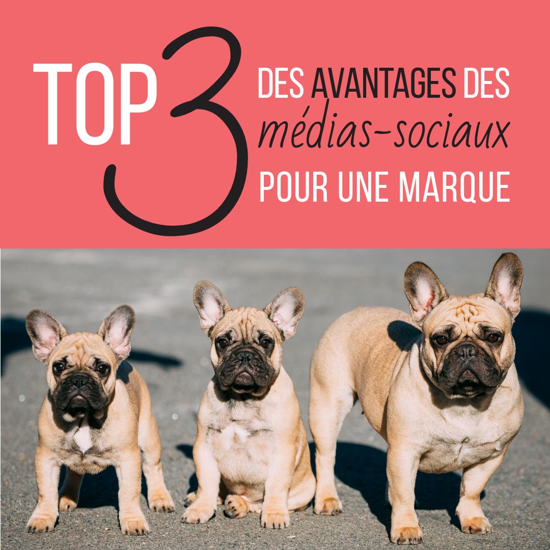 squarepartners's tweet photo. [#mondaymorning] Le Top 3 des avantages qui sont générés par les #médiassociaux pour une marque :
1 - L'augmentation de la visibilité
2 - L'accroissement du trafic
3 - La fidélisation des fans
Qu'attendez-vous pour les intégrer dans votre #stratégie ? #SquarePartner #agenceweb https://t.co/CXv82Hr1Xz