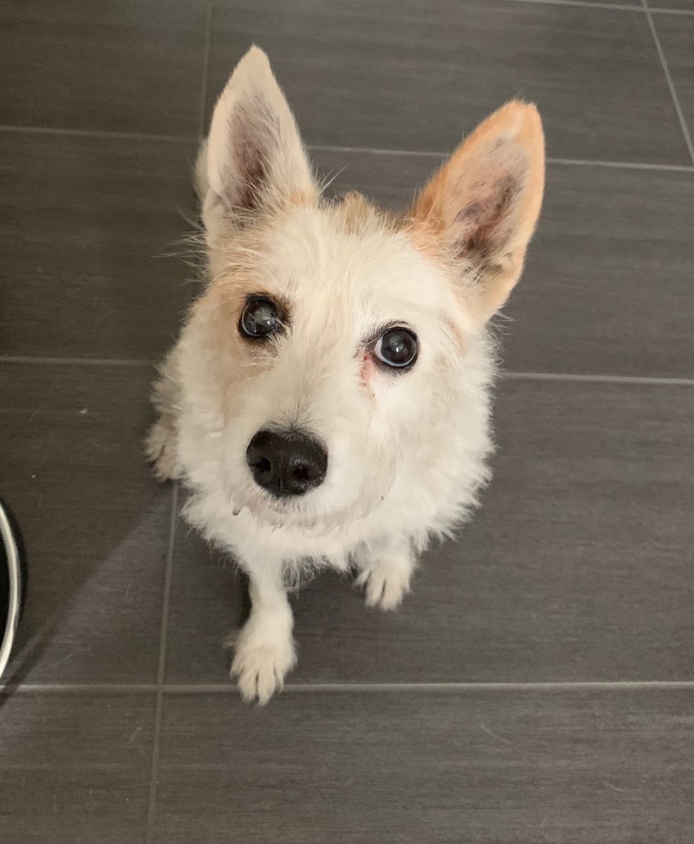 klettsenkel's tweet photo. Hallo Berlin! Mir ist heute morgen in Karlshorst diese ungechipte Hündin zugelaufen. Sie ist furchtbar lieb und fehlt bestimmt irgendwem. Macht mal was! https://t.co/dAdrNvCpjM