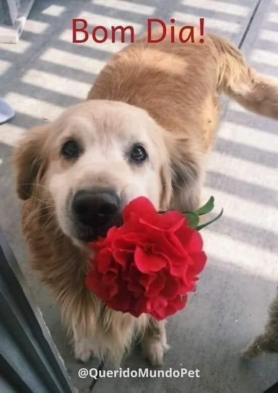 Feliz outubro para todos nós!
#SegundaDetremuraSDV