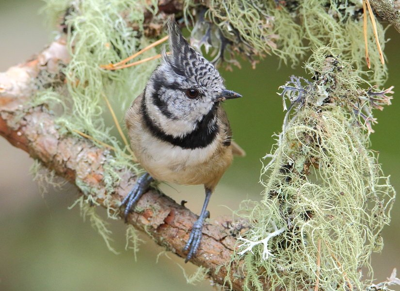 Crested Tit posing briefly in the Abernethy Forest.
I saw quite a few of these beauties in the forests around the Cairngorms. Tricky subjects but this one sat nicely and with the crest up. #abernethy #caledonianforest #rspb #crestedtit #forest #birdphotography