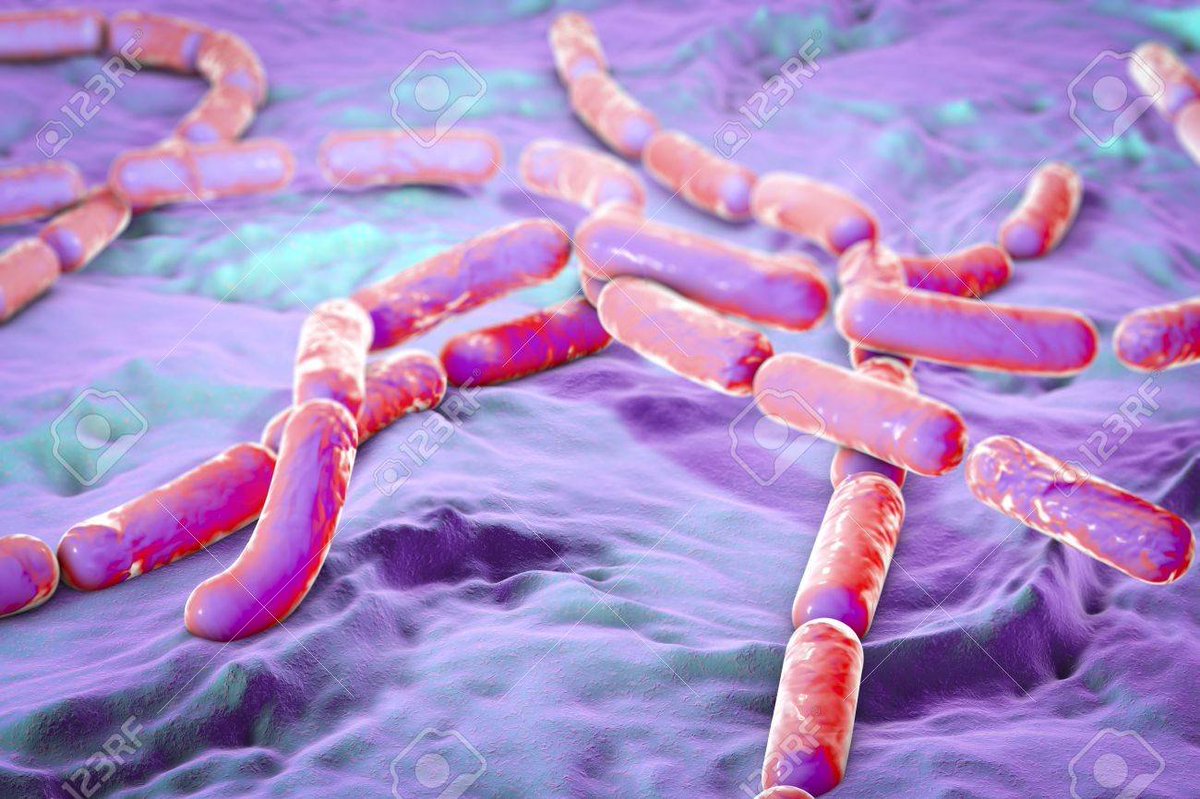 Micropathogene2's tweet image. #Microbial #Bacillus cereus is a Gram-positive, rod-shaped, motile, beta hemolytic bacterium commonly found in soil and #food. Some strains are harmful to humans and cause foodborne illness, while other strains can be beneficial as probiotics for animals. #MondayThoughts
