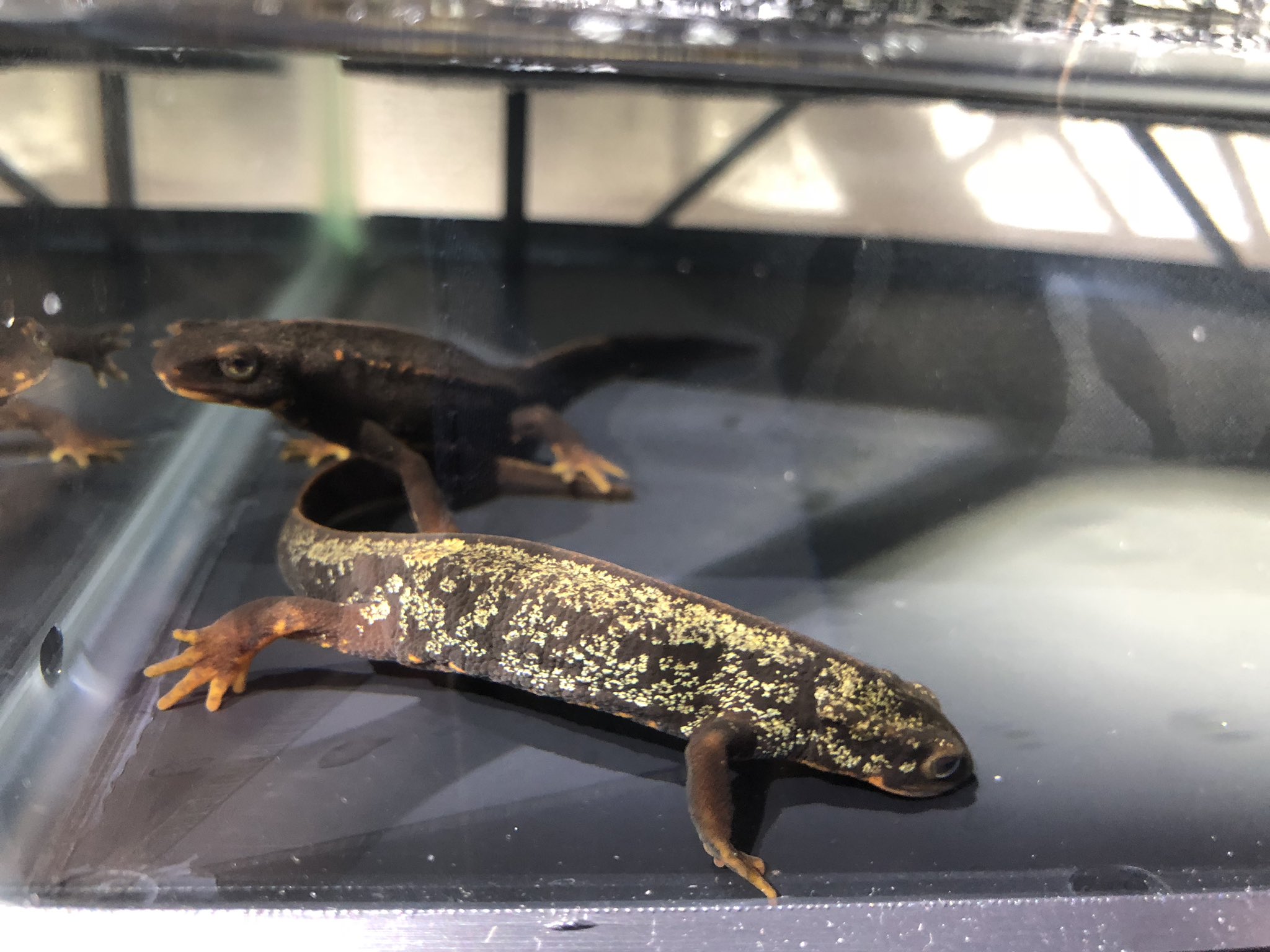 トモタ 奄美大島で採ってきた なんと 金箔のアマミシリケンイモリ 金箔めっちゃのっててめちゃくちゃキレイ 見つけた時あまりにキレイすぎてめちゃくちゃ興奮した笑 また奄美大島行きたい笑笑 アマミシリケンイモリ 奄美大島 湘南生物同好会