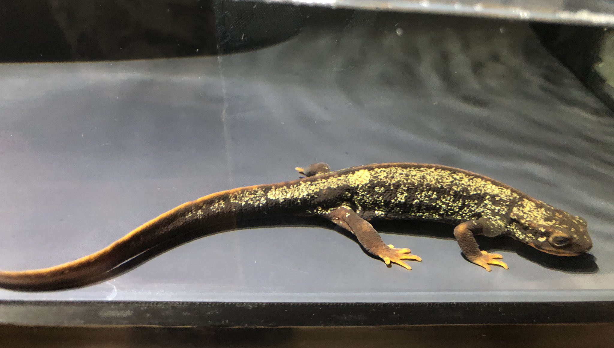 トモタ 奄美大島で採ってきた なんと 金箔のアマミシリケンイモリ 金箔めっちゃのっててめちゃくちゃキレイ 見つけた時あまりにキレイすぎてめちゃくちゃ興奮した笑 また奄美大島行きたい笑笑 アマミシリケンイモリ 奄美大島 湘南生物同好会