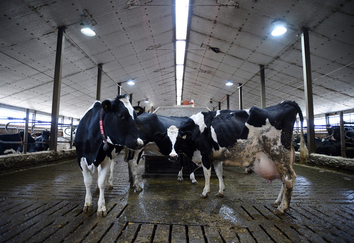 Canadian dairy farmers' group pans new trade pact with U.S., Mexico ow.ly/8Wzo30m2JhY https://t.co/tWoK5SlCR1