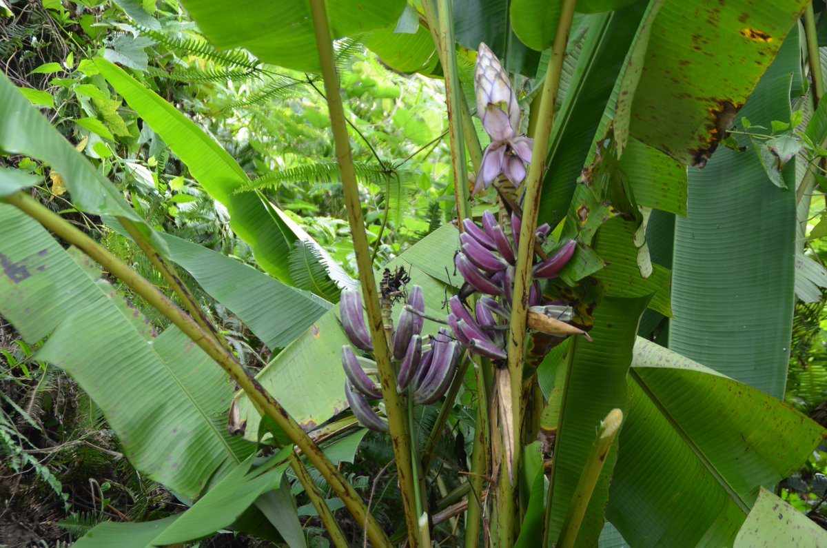 More than one fifth of plant species worldwide are #threatened with #extinction.Today, crop wild relatives face such threats no less than other plants. Check out the <a href="/CropWildRelativ/">Crop Wild Relatives</a> website to find out what is being done to conserve these wild wonders: cwrdiversity.org/about/