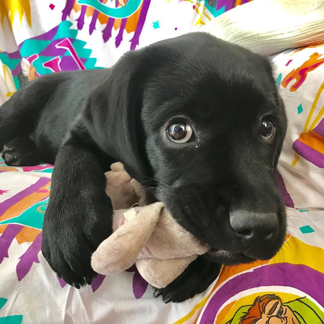 todayslabrador's tweet photo. Tico https://t.co/nS8Oywilq7 is our Labrador of the Day. #labrador #labradoroftheday #monday #puppydogeyes #areeverything https://t.co/mQTPMpk2qE