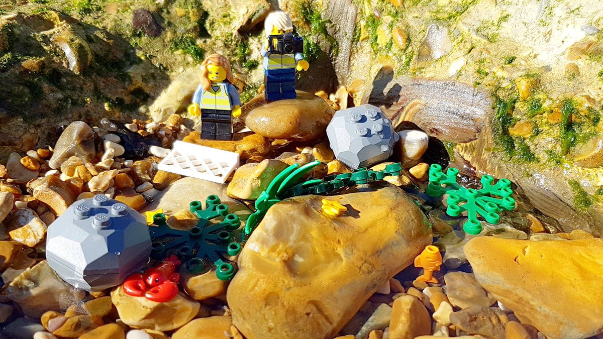 CoastalLego's tweet photo. The #Coastbusters are out surveying the ecology of our rocky shores to understand how best to manage the shoreline and boost habitat potential #greeningthegrey #rockpool #survey #STEM #coastalscience @ecostructure_ https://t.co/2BEjuaxI5Z