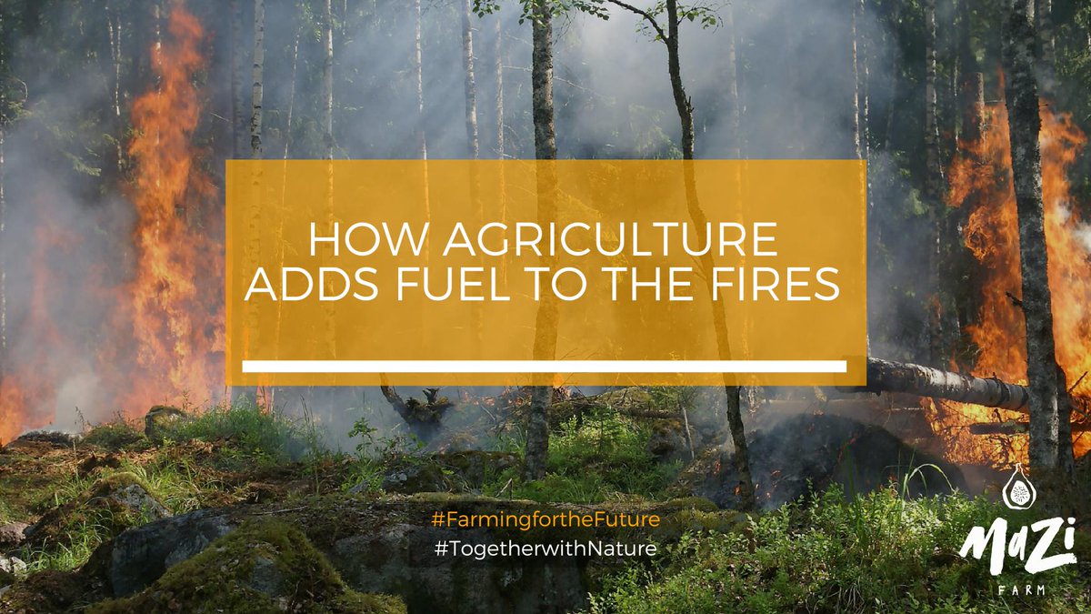 mazifarm's tweet photo. Read our latest blog on how #regenerativeagriculture can help prevent the spread of damaging wildfires, such as the ones we saw across Europe this summer. #fires #agroecology #farmingforthefuture https://t.co/NWxJO6ZeFy