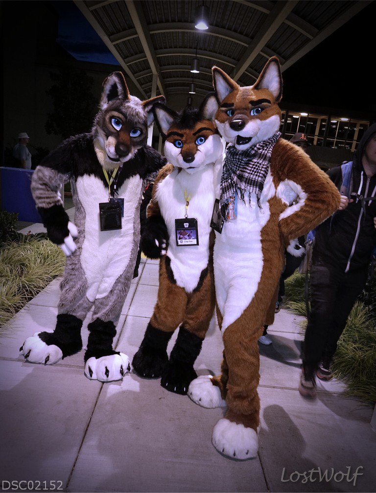 LostWolf321's tweet photo. It's @Lacheswolf, @chipfoxx &amp; @AshCoyote @rainfurrest #RF2014 https://t.co/X1FPsJpI6m