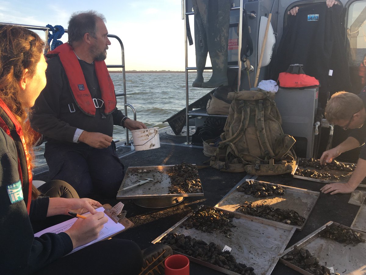 Mussel surveys are in full swing here at EIFCA. All hands on deck, literally, as officers sort and measure mussel samples which will later inform the annual stock assessment. #Teamwork #FisheriesResearch