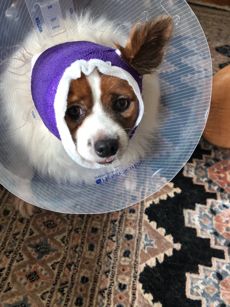 Maggs Lane tweet media